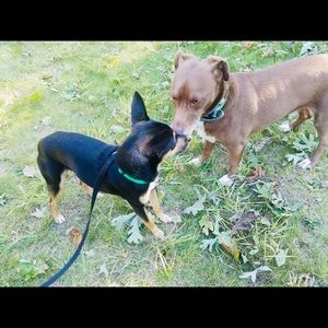 Meet your Posher, Isabella